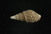 藏品(瘤蜷)的圖片